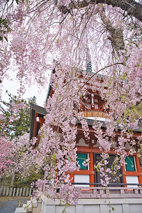 姫路 加古川発
鞍馬の雲珠桜2